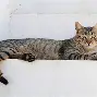 九游体育官方网站- 科尔谈巴特勒受伤后续 